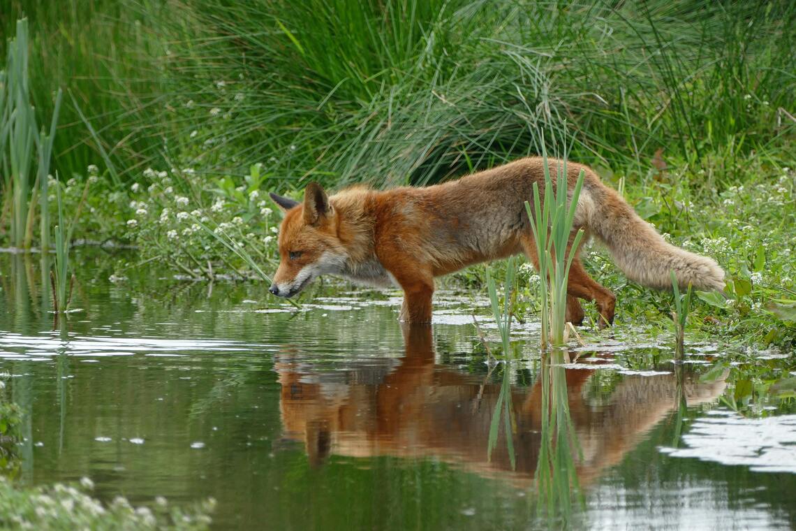 Fox looking at a pond